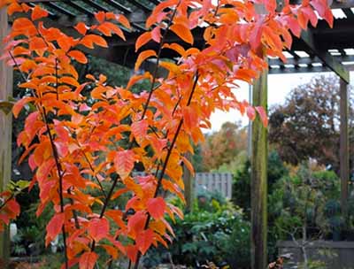 Crepe Myrtle